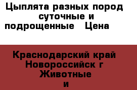 Цыплята разных пород, суточные и подрощенные › Цена ­ 80 - Краснодарский край, Новороссийск г. Животные и растения » Птицы   . Краснодарский край,Новороссийск г.